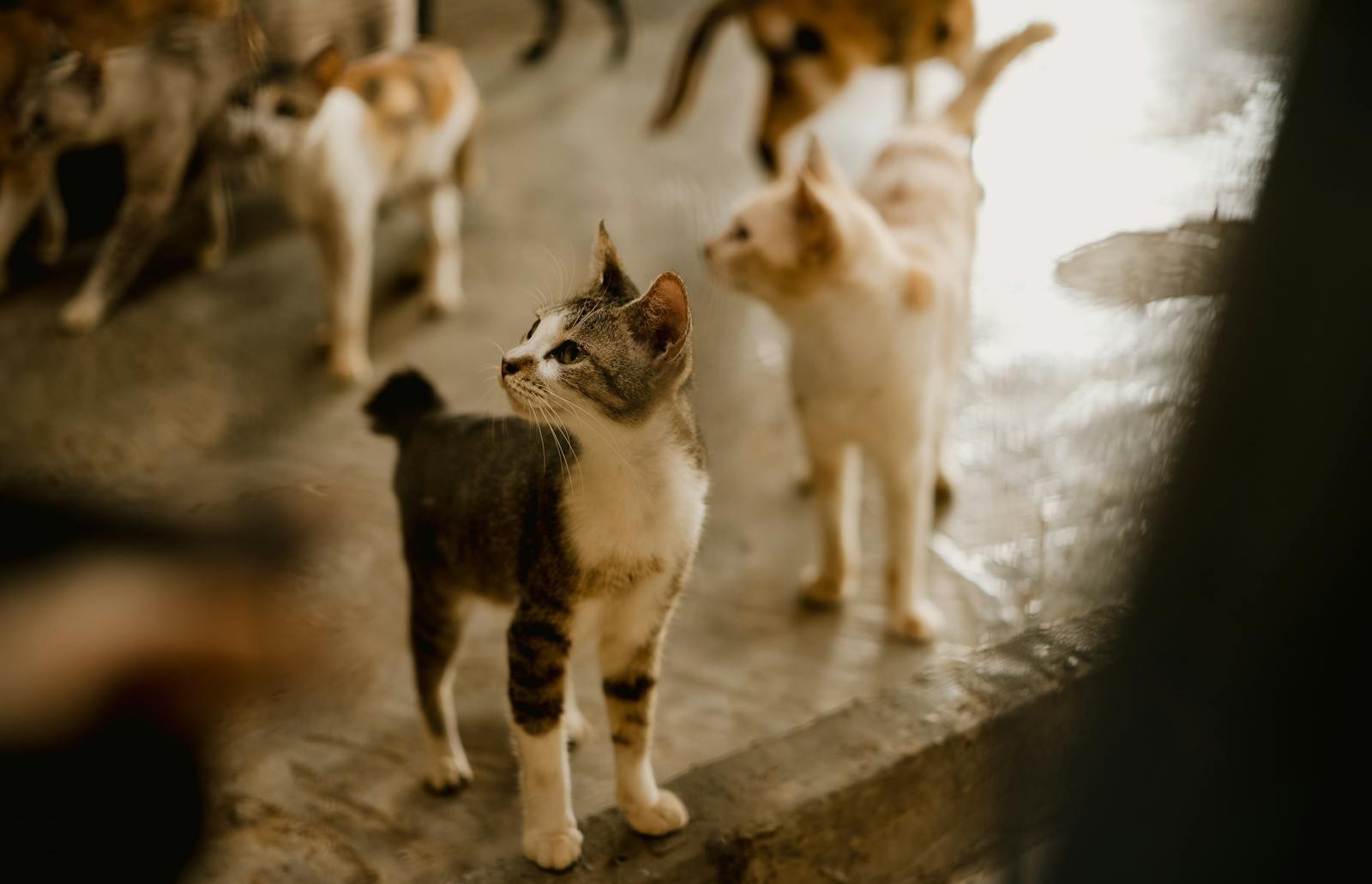 A group of curious cats in an indoor space with warm lighting, captured in selective focus.
