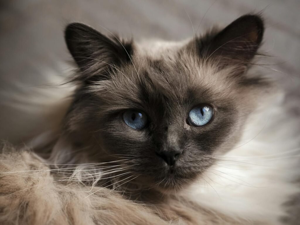 Adorable close-up of a blue-eyed Birman cat with fluffy fur. Perfect for pet lovers.
