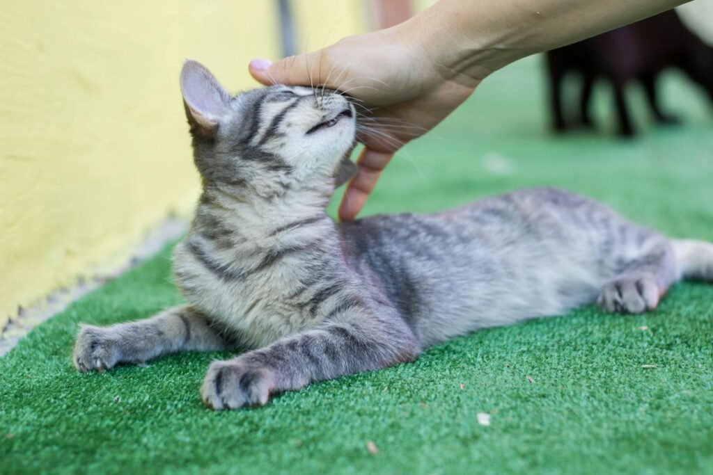 Adorable grey tabby kitten relaxing on green grass, getting a gentle head scratch outdoors.