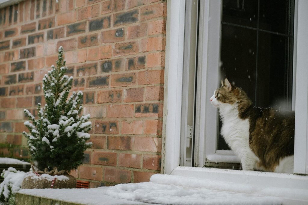 A fluffy tabby cat curiously looks outside at the snowy backyard from an open window.