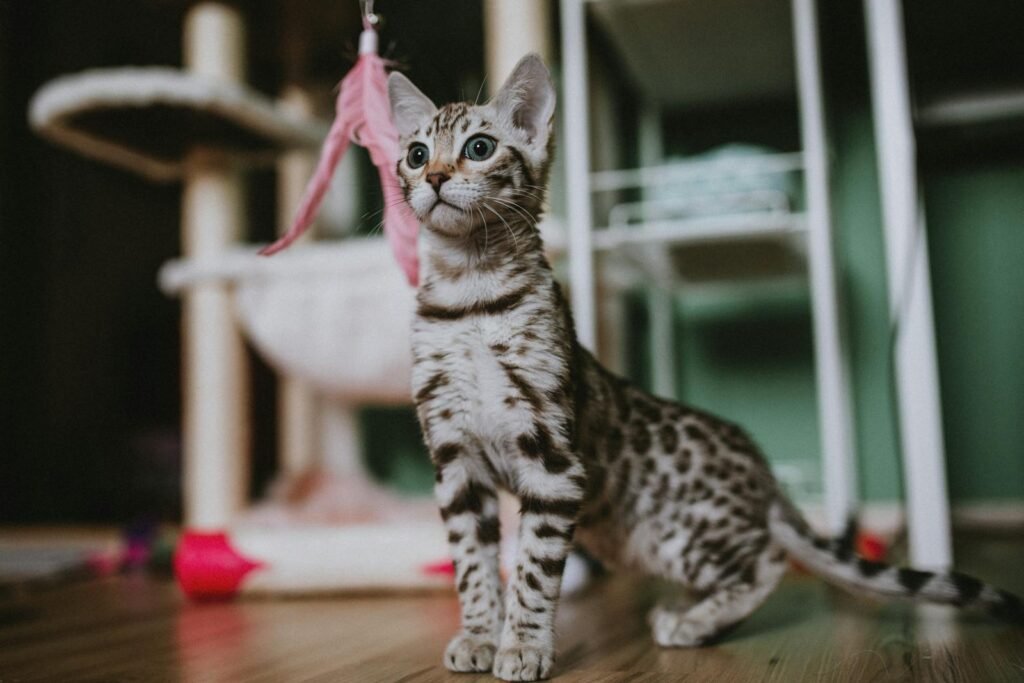 Adorable Bengal kitten playing with a pink feather toy in a cozy indoor setting.