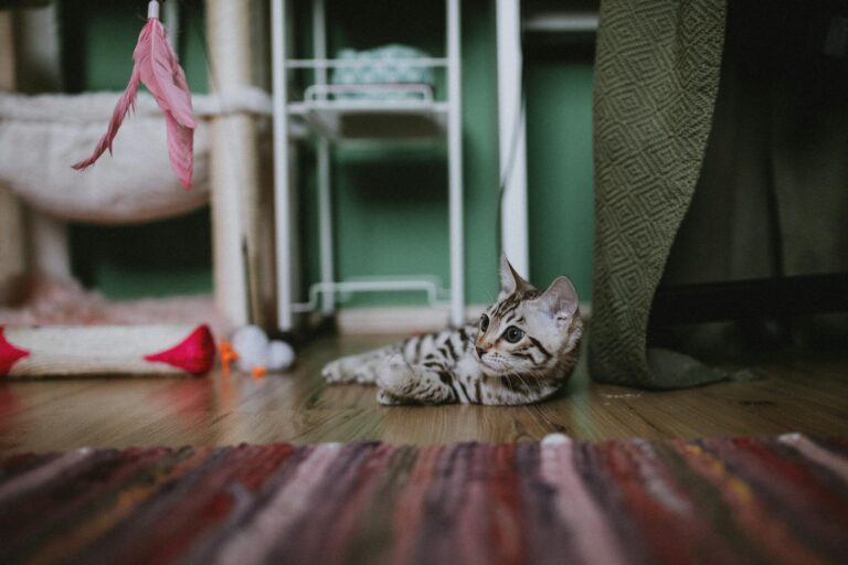 A cute Bengal kitten lying on a colorful rug indoors, surrounded by cat toys in a cozy home environment.