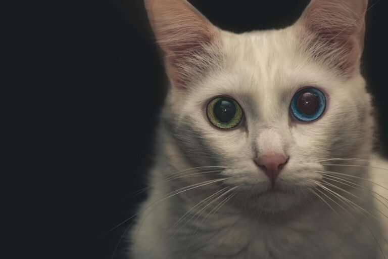 Striking close-up of a white cat with mesmerizing heterochromia eyes against a black background.