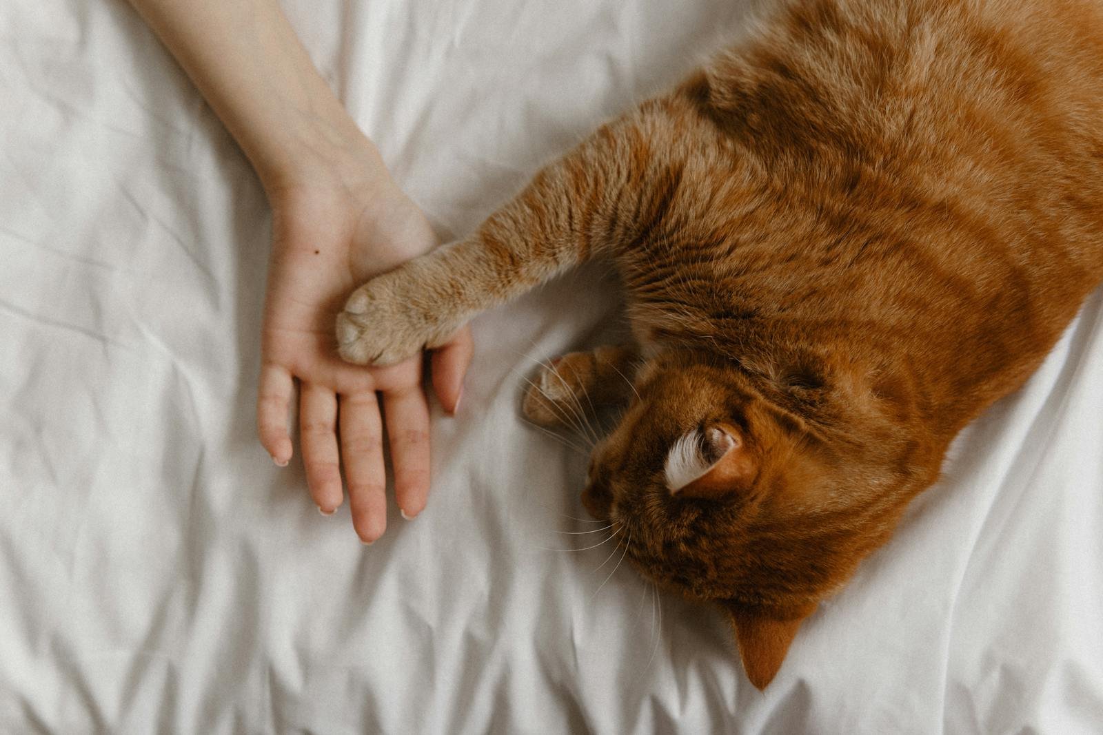 A cozy scene of a ginger cat reaching its paw to a human hand on a bed.