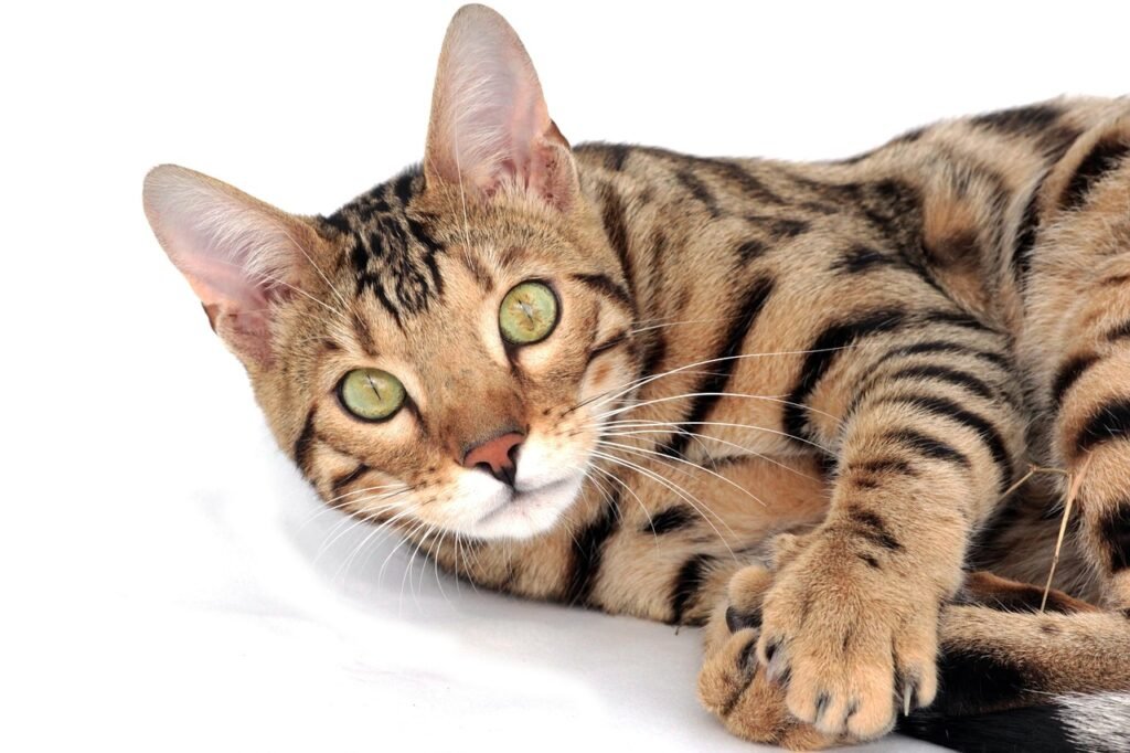 cat, bengal, animal, pet, kitten, breed, bengali, bengal kitten, beautiful, cat, cat, cat, bengal, bengal, bengal, bengal, bengal, kitten