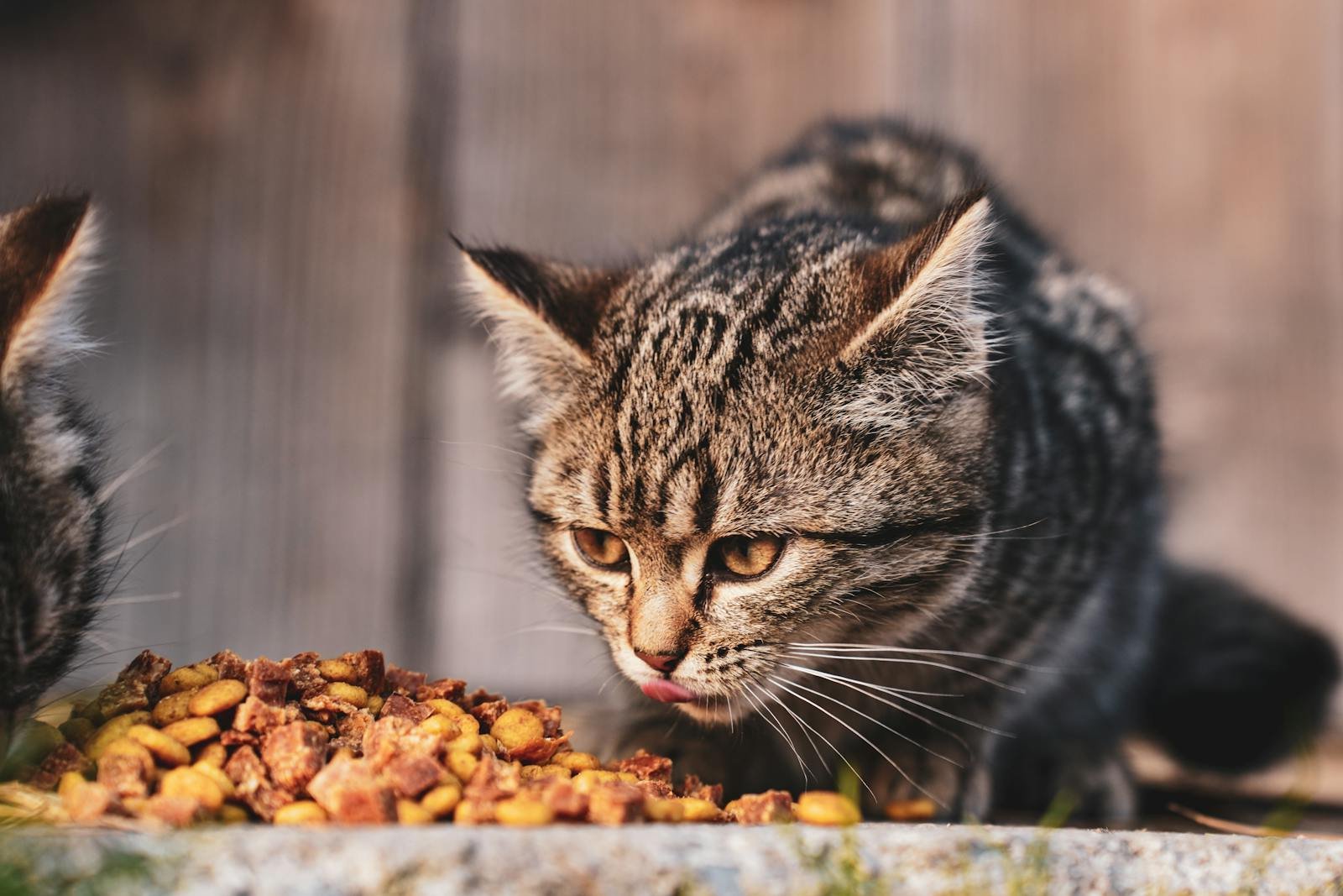 A cute tabby cat enjoying its meal outdoors on a sunny day, showcasing pet lifestyle.