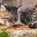 Adorable tabby cats feasting on dry food in an outdoor setting, showcasing pet life and feline companionship.