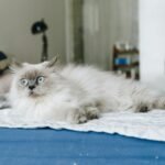 A fluffy domestic cat with blue eyes lounging comfortably on a bed indoors.
