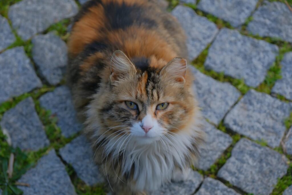 Charming tabby cat sitting on a cobblestone pavement in İzmir, Türkiye.