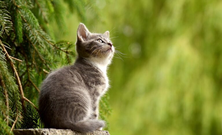 Cat from Overeating
