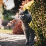 An inquisitive British Shorthair cat peeks through garden foliage, enjoying a sunny day outdoors.