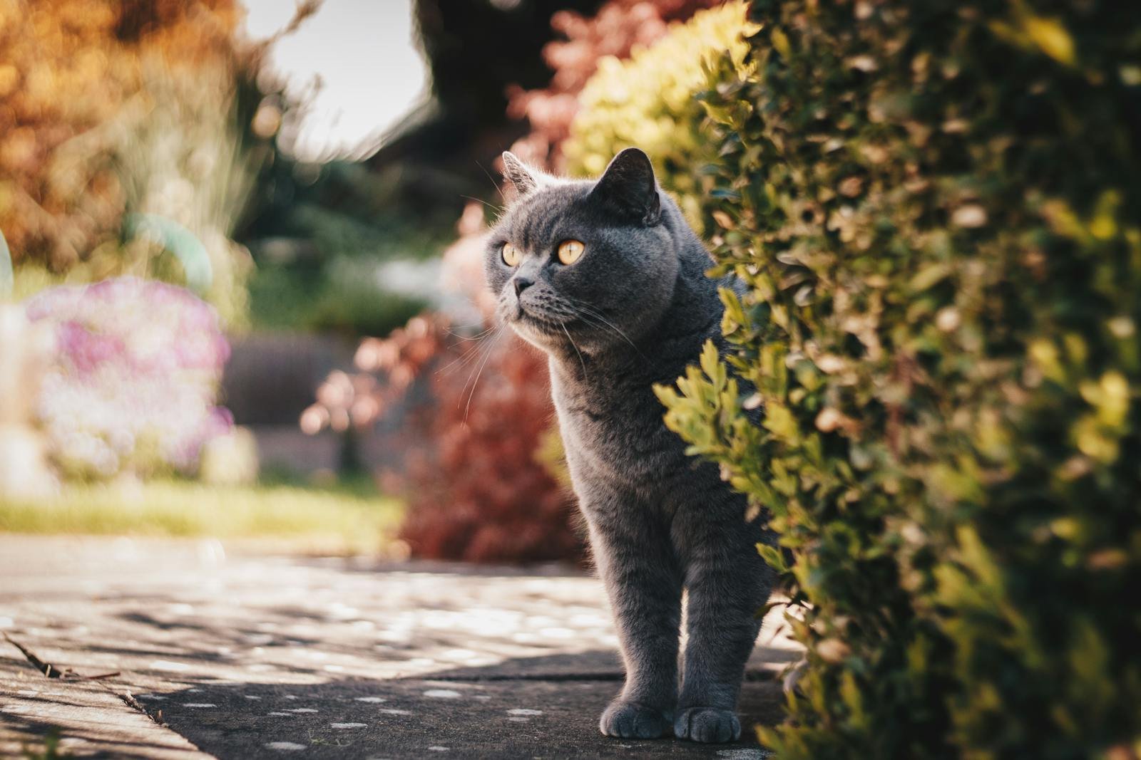 An inquisitive British Shorthair cat peeks through garden foliage, enjoying a sunny day outdoors.