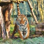 Bengal tiger prowling in a naturalistic zoo setting, München.