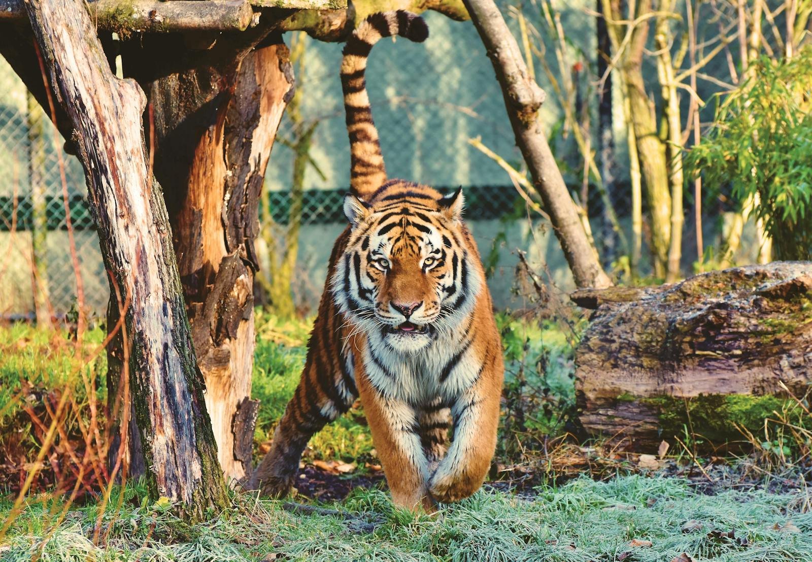 Bengal tiger prowling in a naturalistic zoo setting, München.