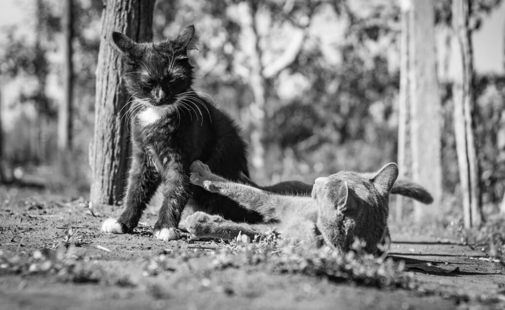 Two cats playing on the ground in a black and white photograph outdoors.