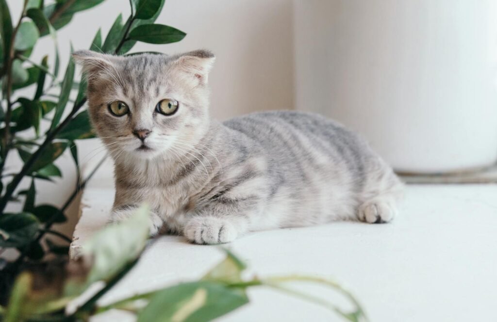 Charming grey kitten with green eyes resting among plants indoors, adding a cute touch to any space.