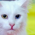 Cat Feel More Secure
