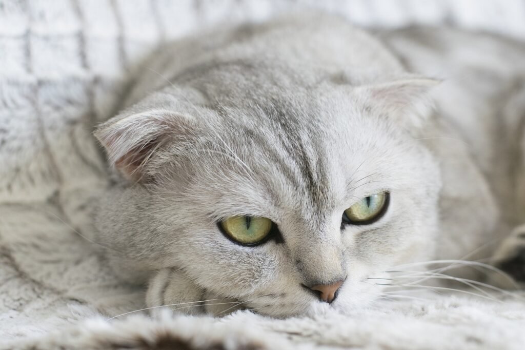 cat, animal, pet, kitty, scottish fold, kitten, nature, domestic, feline, cute, portrait, fluffy, adorable, face, whisker, furry, white, gray cat, gray animals, gray portrait, gray pets, cat, cat, cat, cat, cat, scottish fold, kitten