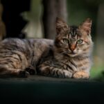 A serene domestic cat with striking eyes lounges outdoors, showcasing its markings.