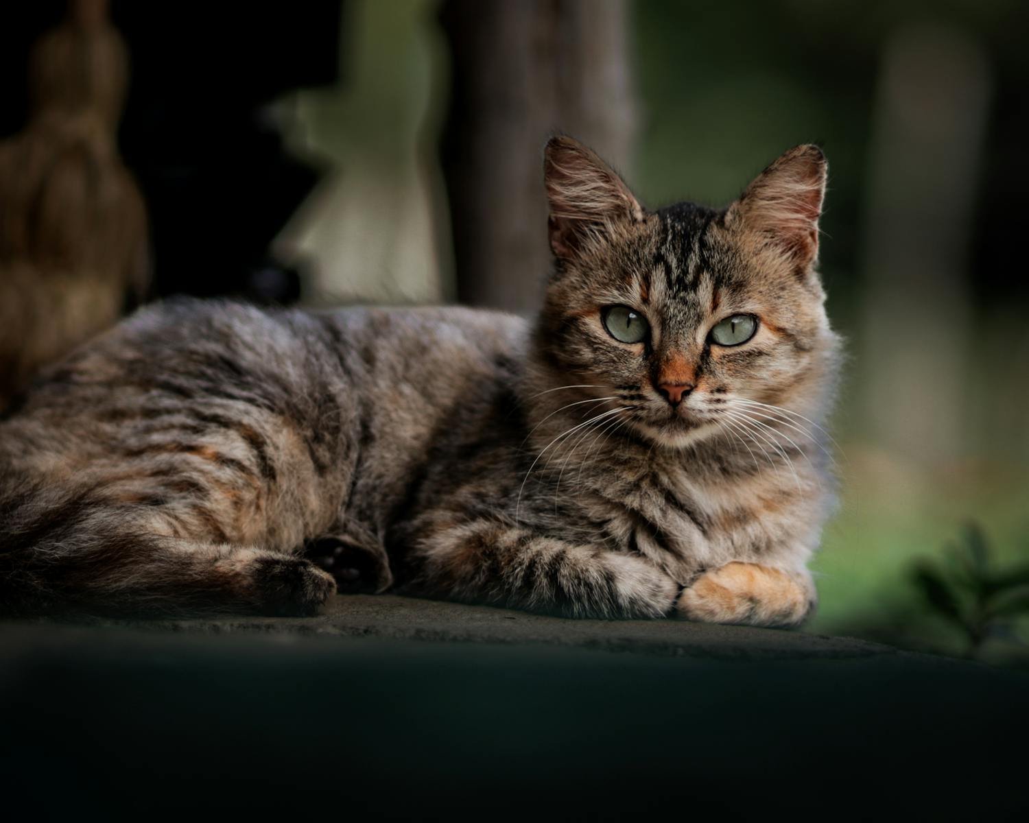 A serene domestic cat with striking eyes lounges outdoors, showcasing its markings.
