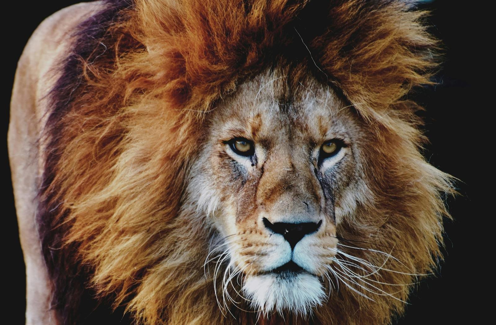 Close-up portrait of a majestic lion with a flowing mane captured at Munich Zoo.