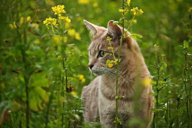 A tabby cat intently explores a field of yellow flowers, showcasing its natural curiosity.