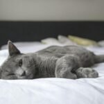 A gray cat peacefully resting on a bed in a cozy indoor setting. Perfect depiction of relaxation.