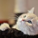 Cute British Shorthair kitten with fluffy fur and curious eyes lounging indoors.