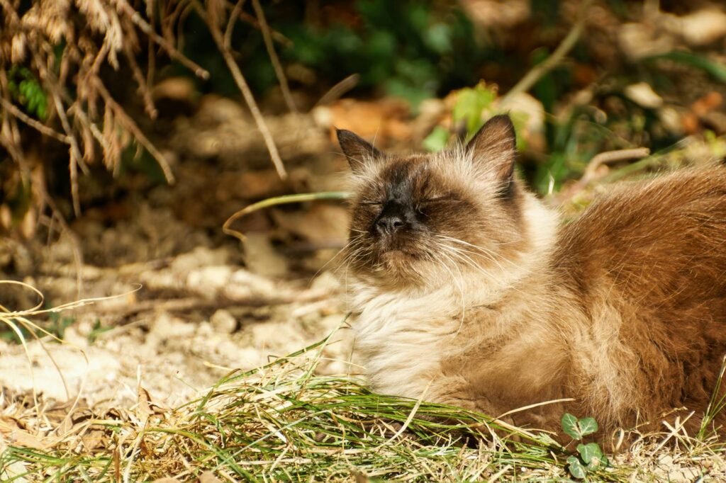 Fluffy Himalayan cat with eyes closed, basking in the sun on grassy ground.