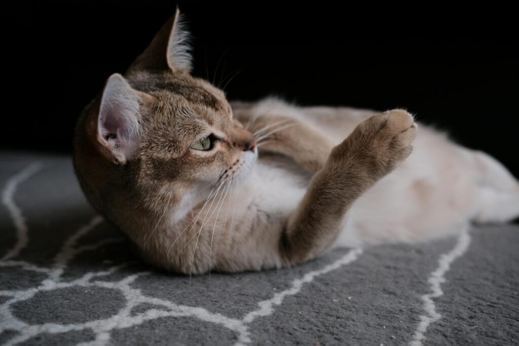 A beautiful Burmilla cat lounging on a patterned rug, showcasing its playful nature.