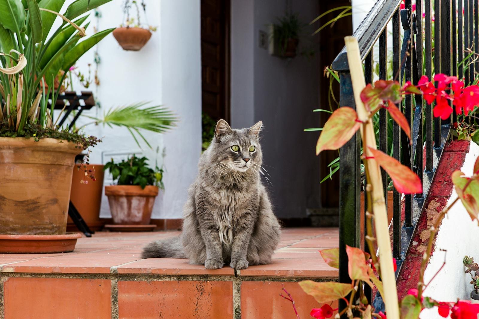 A fluffy grey cat sitting on a patio with potted plants and flowers around, exuding a serene vibe.