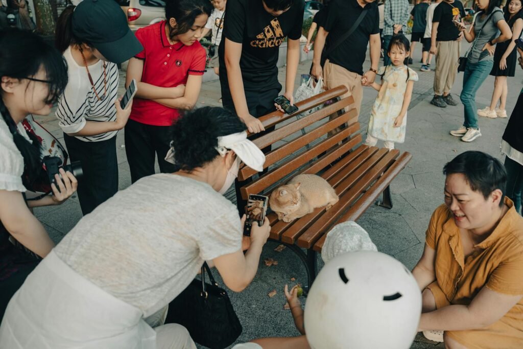 A group of people photographing a cat lounging on a park bench in an urban setting.