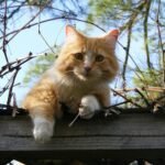 A charming ginger cat exploring a wooden fence on a sunny day.