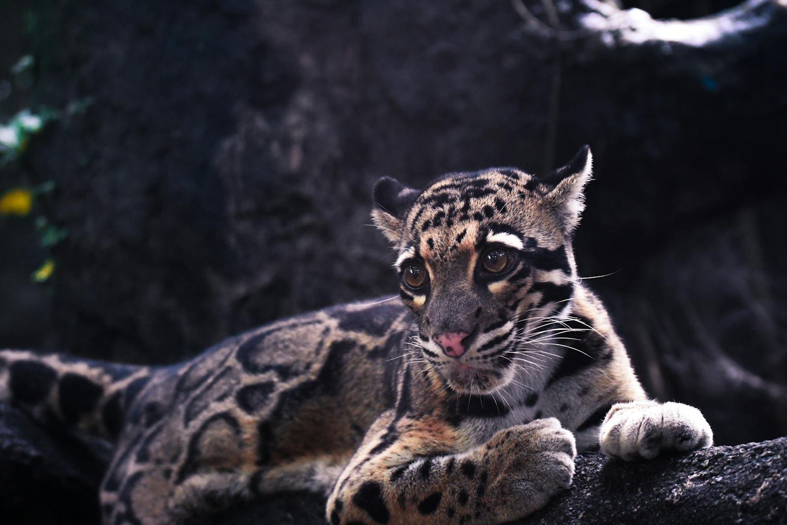 Close-up of a clouded leopard (Neofelis nebulosa) resting on a tree in a forest setting.
