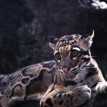 Endangered Than You Think