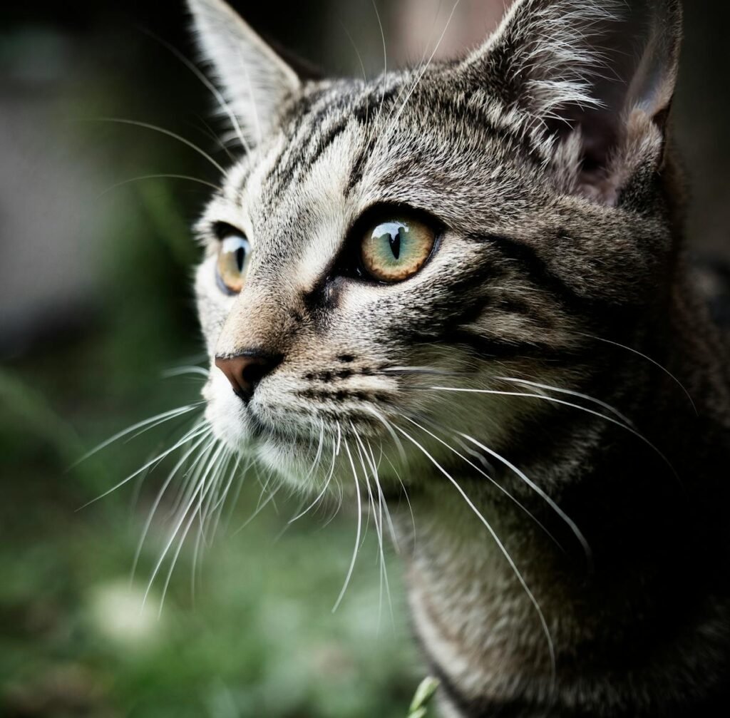 A detailed close-up of a tabby cat with striking eyes, captured in an outdoor setting.