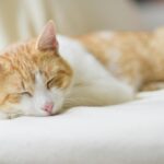 Adorable ginger cat sleeping peacefully on a soft bed indoors. Perfect depiction of relaxation.
