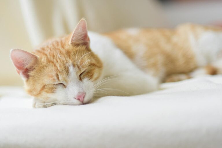 Adorable ginger cat sleeping peacefully on a soft bed indoors. Perfect depiction of relaxation.
