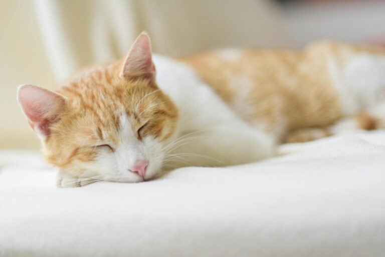 Adorable ginger cat sleeping peacefully on a soft bed indoors. Perfect depiction of relaxation.