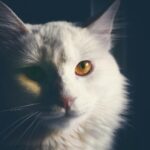 Intimate portrait of a white cat with stunning golden eyes and soft fur.