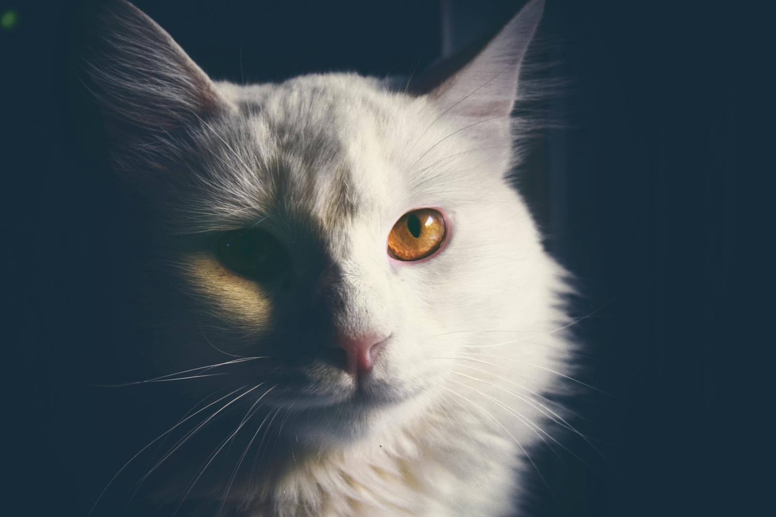 Intimate portrait of a white cat with stunning golden eyes and soft fur.