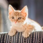 Adorable ginger kitten lounging on striped fabric, basking in sunlight.