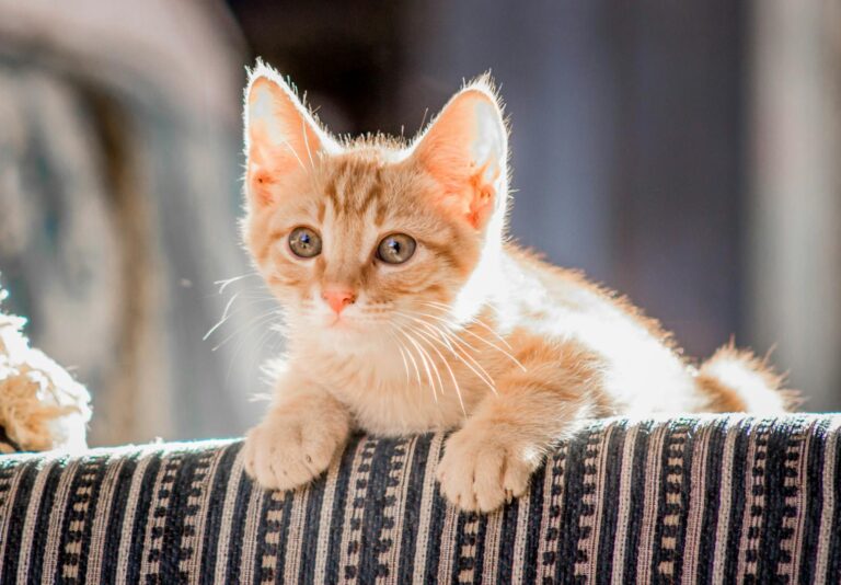 Adorable ginger kitten lounging on striped fabric, basking in sunlight.