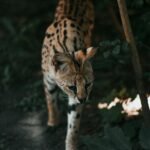 A serval cat walking through dense foliage in a natural habitat, captured in Hungary.