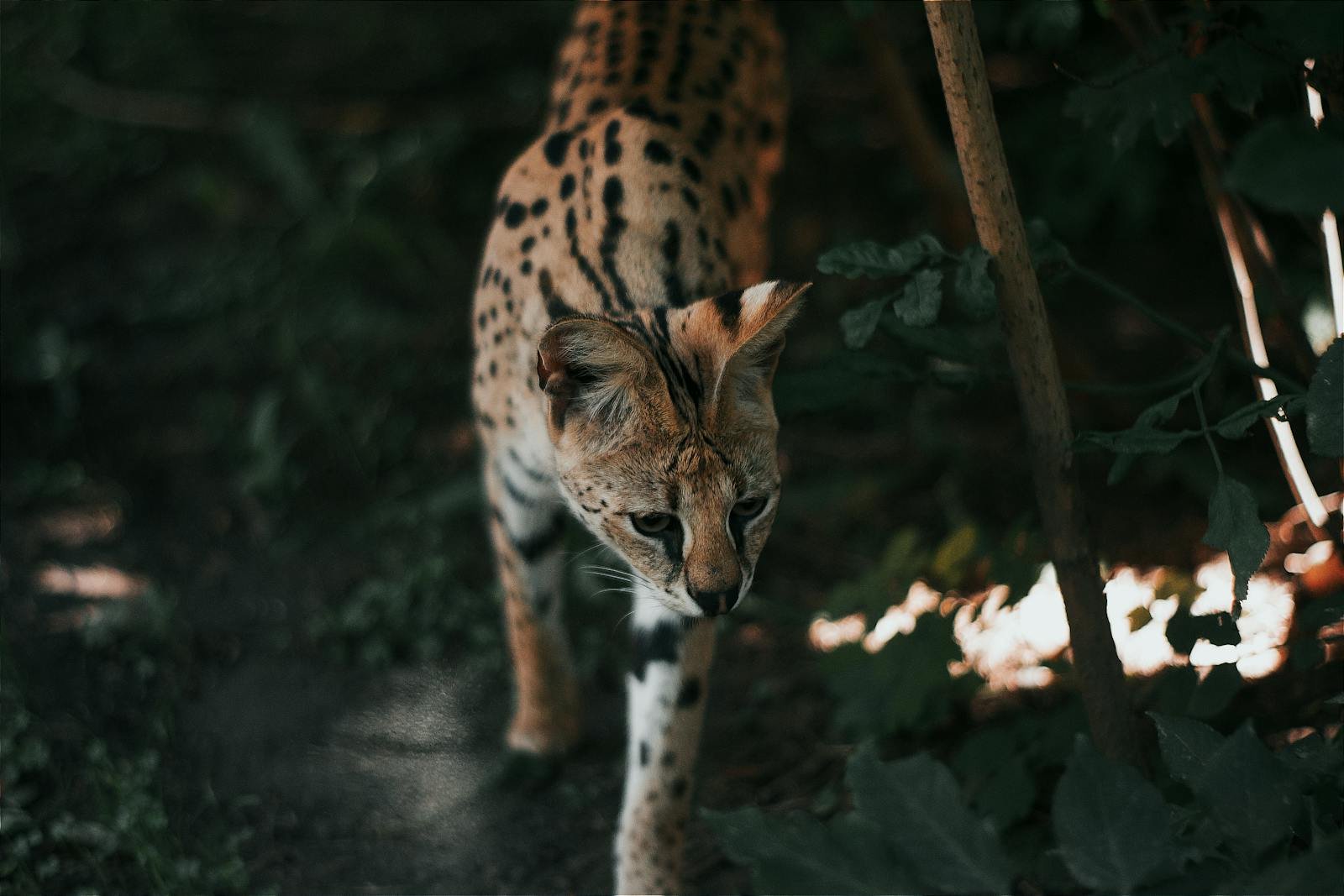 A serval cat walking through dense foliage in a natural habitat, captured in Hungary.