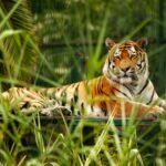 A majestic tiger resting on a platform surrounded by lush greenery in a zoo setting.