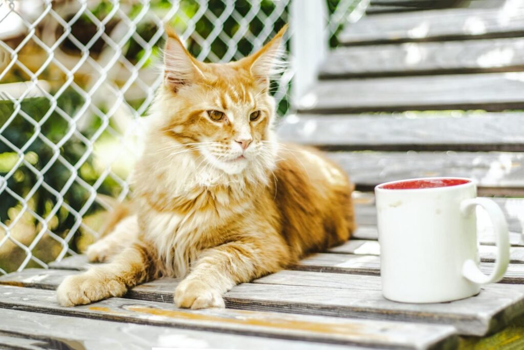 An elegant Maine Coon cat lounges outdoors with a white mug on a wooden deck.