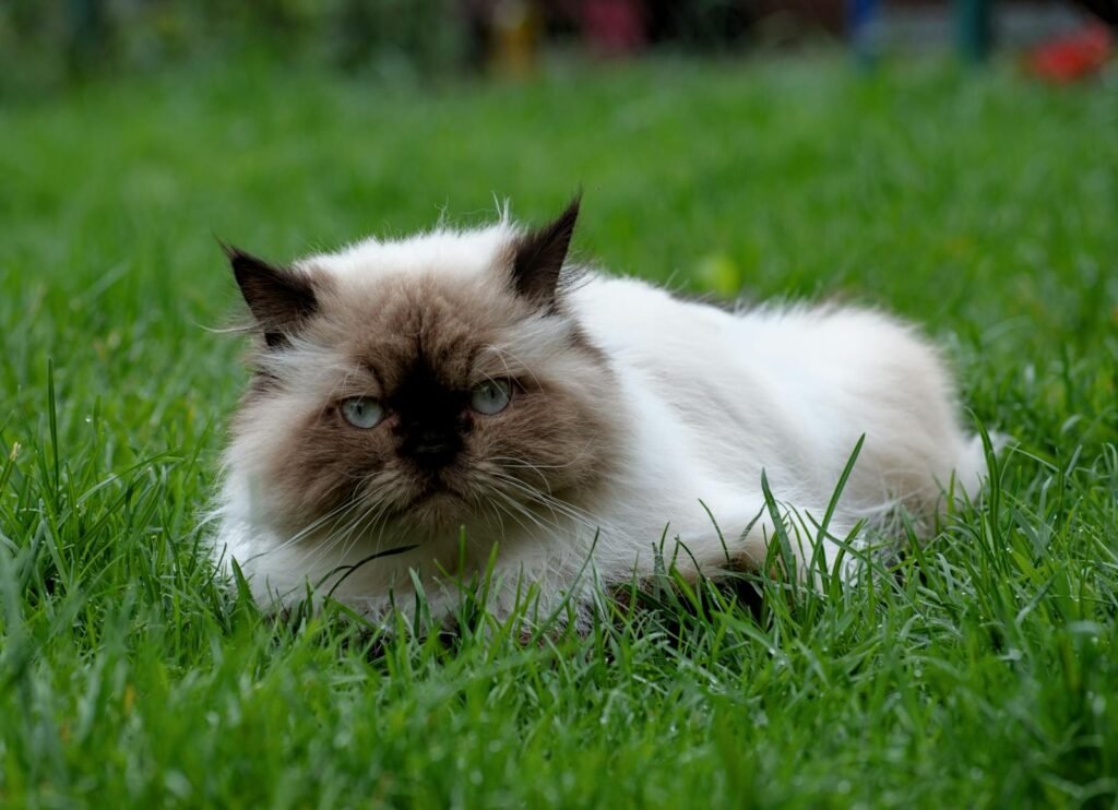 A fluffy Himalayan cat lying on green grass, exuding calmness and beauty in an outdoor setting.