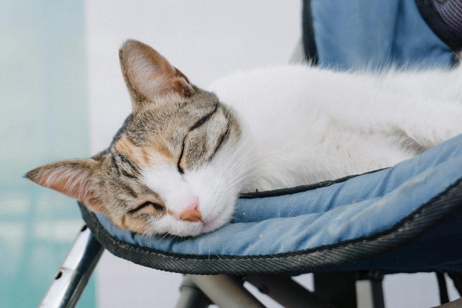 A peaceful cat napping on a chair, showcasing its cozy and lazy nature.