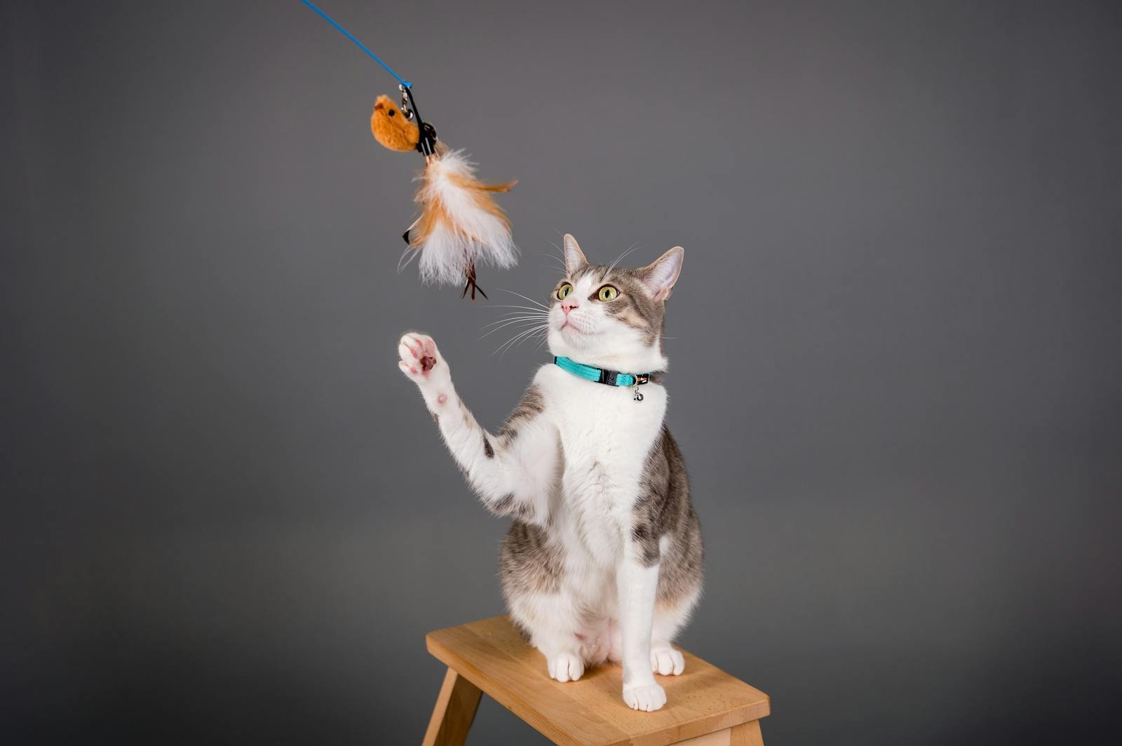 Cute cat sitting on stool, playing with toy. Perfect for pet photography and animal lovers.